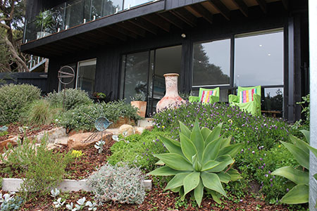 a lush succulent garden